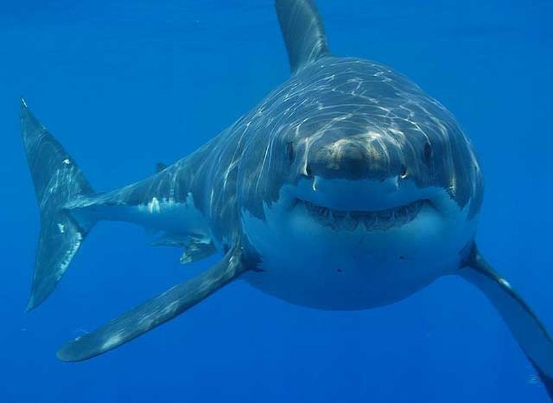 great-white-shark-florida