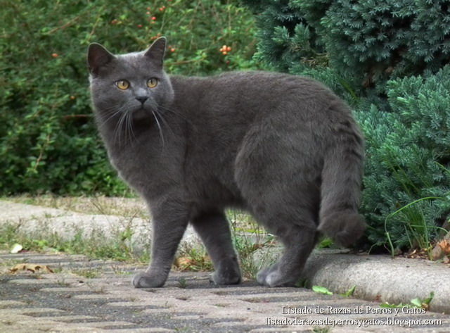 Gato Chartreux (Cartujo) 2